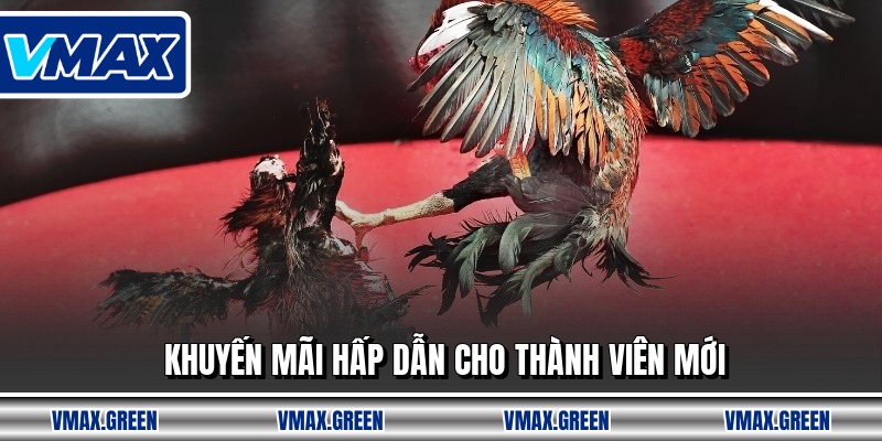 Khuyến mãi hấp dẫn cho thành viên mới